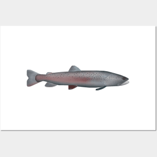 Rhône Trout Posters and Art